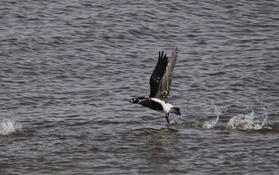 Roodhalsgans / Red-breasted Goose / Branta ruficollis