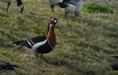 Roodhalsgans / Red-breasted Goose / Branta ruficollis