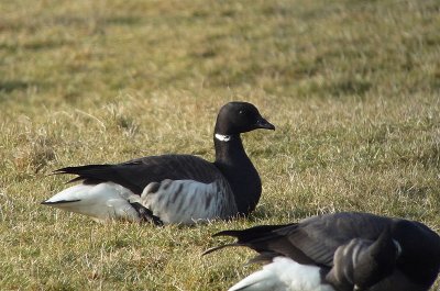 Witbuikrotgans / Pale-bellied Brant / Branta hrota