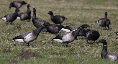 Witbuikrotgans / Pale-bellied Brant / Branta hrota