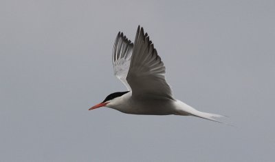 Visdief / Common Tern / Sterna hirundo