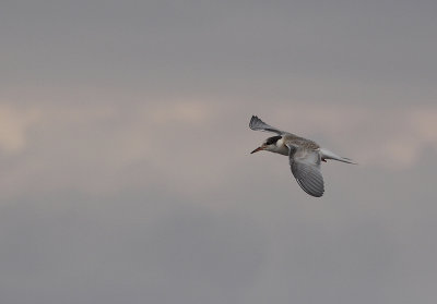 Visdief / Common Tern / Sterna hirundo