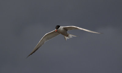 Visdief / Common Tern / Sterna hirundo