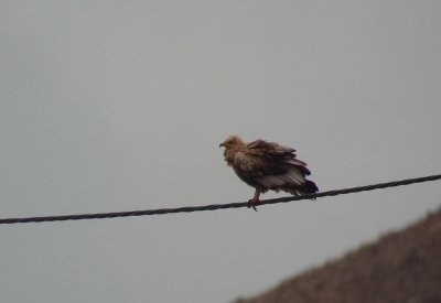 Aasgier / Egyptian Vulture / Neophron percnopterus