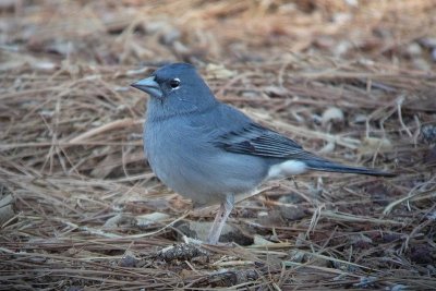 Blauwe Vink / Blue Chaffinch / Fringilla teydea