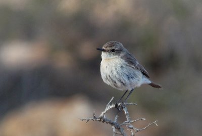 Canarische Roodborsttapuit / Canary Islands Stonechat / Saxicola dacotiae