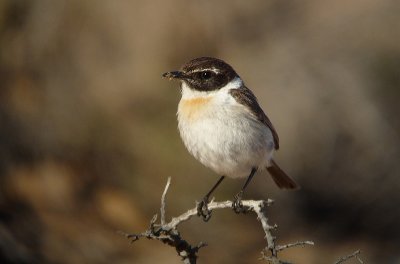 Canarische Roodborsttapuit / Canary Islands Stonechat / Saxicola dacotiae