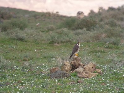 Slechtvalk / Peregrine / Falco peregrinus