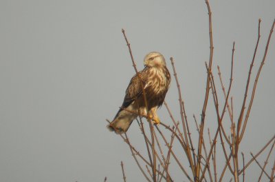 Ruigpootbuizerd / Rough-legged Buzzard / Buteo lagopus