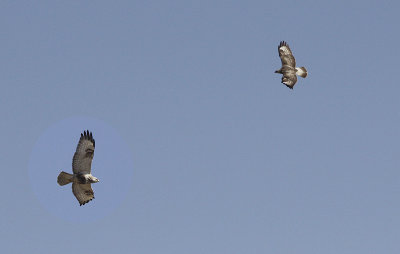 Ruigpootbuizerd / Rough-legged Buzzard / Buteo lagopus