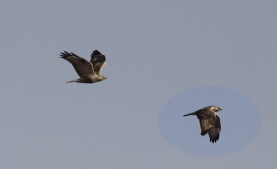 Ruigpootbuizerd / Rough-legged Buzzard / Buteo lagopus