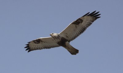Ruigpootbuizerd / Rough-legged Buzzard / Buteo lagopus