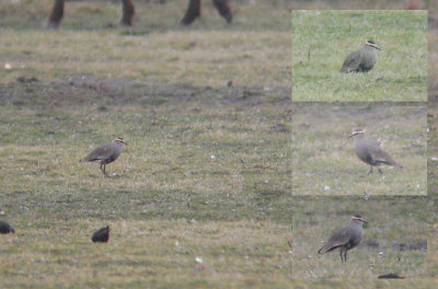 Steppekievit / Sociable Lapwing / Vanellus gregarius