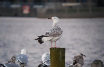 Pontische Meeuw / Caspian Gull / Larus cachinnans