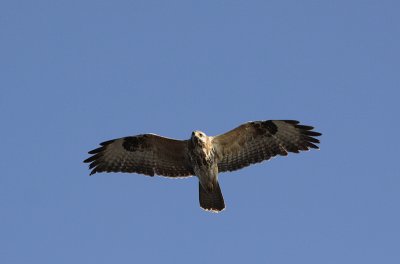 Buizerd / Common Buzzard / Buteo buteo