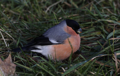 Goudvink / Northern Bullfinch / Pyrrhula pyrrhula pyrrhula