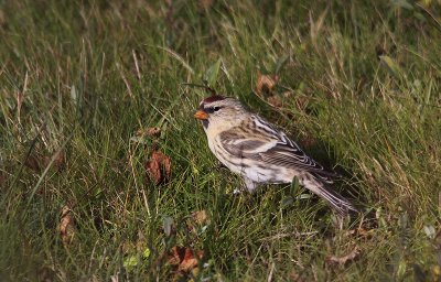 Grote Barmsijs / Common Redpoll / Carduelis flammea