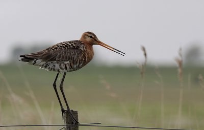 Grutto / Black-tailed Godwit / Limosa limosa