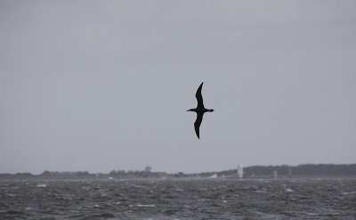 Jan-van-Gent / Northern Gannet / Sula bassana