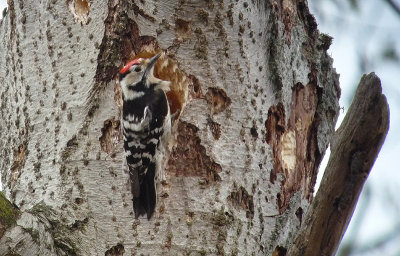 Kleine Bonte Specht / Lesser Spotted Woodpecker / Dendrocopos minor