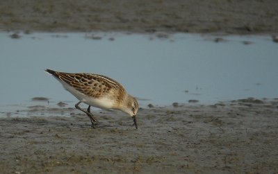 Kleine Strandloper / Little Stint / Calidris minuta