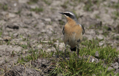 Tapuit / Northern Wheatear / Oenanthe oenanthe