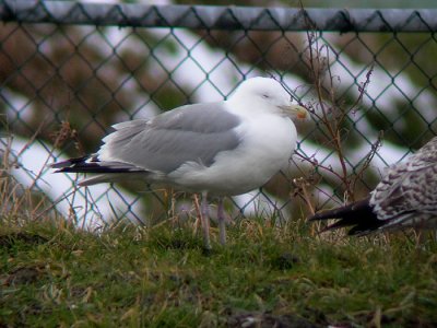 Zilvermeeuw / Herring Gull / Larus argentatus?