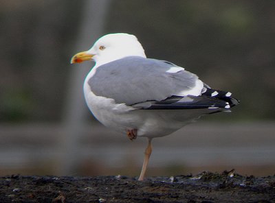 Zilvermeeuw / Herring Gull / Larus argentatus?