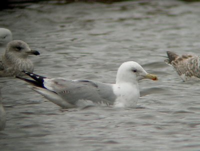 Zilvermeeuw / Herring Gull / Larus argentatus?