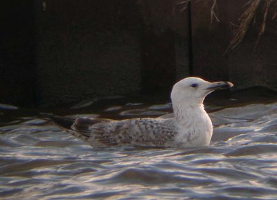 Pontische Meeuw / Caspian Gull / Larus cachinnans