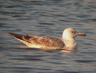 Pontische Meeuw / Caspian Gull / Larus cachinnans