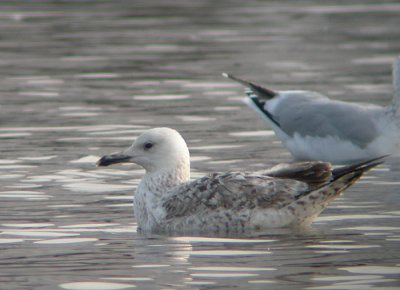 Pontische Meeuw / Caspian Gull / Larus cachinnans