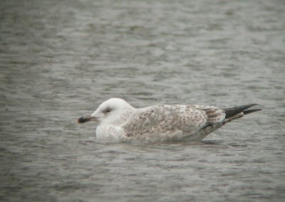 Pontische Meeuw / Caspian Gull / Larus cachinnans