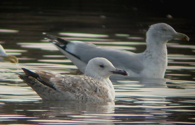 Pontische Meeuw / Caspian Gull / Larus cachinnans