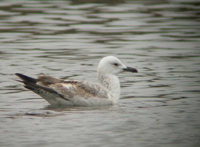 Pontische Meeuw / Caspian Gull / Larus cachinnans