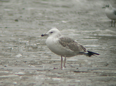 Pontische Meeuw / Caspian Gull / Larus cachinnans