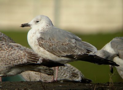 Pontische Meeuw / Caspian Gull / Larus cachinnans