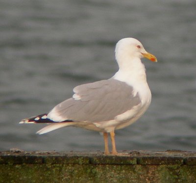 Zilvermeeuw / Herring Gull / Larus argentatus