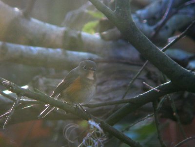 Blauwstaart / Red-flanked Bluetail / Tarsiger cyanurus