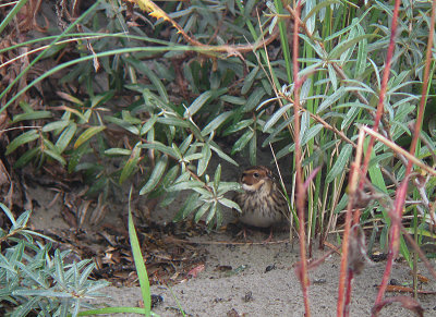 Dwerggors / Little Bunting / Emberiza pusilla