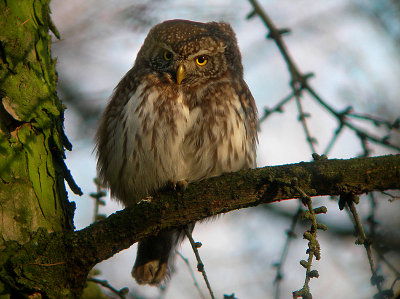 Dwerguil / Pygmy Owl / Glaucidium passerinum