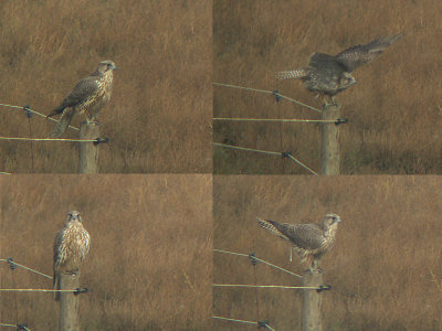 Giervalk / Gyr Falcon / Falco rusticolus