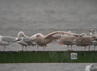 Grote Burgemeester / Glaucous Gull / Larus hyperboreus