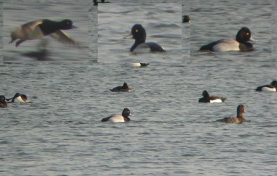 Kleine Topper / Lesser Scaup / Aythya affinis