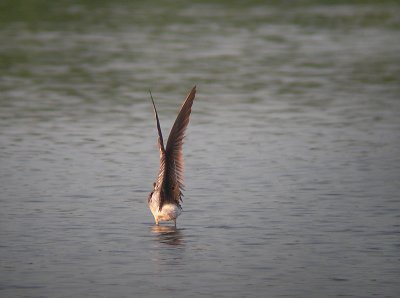 Kleine Geelpootruiter / Lesser Yellowlegs / Tringa flavipes