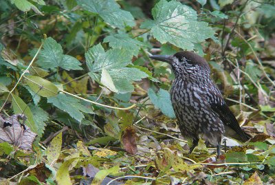 Notenkraker / Spotted Nutcracker / Nucifraga caryocatactes