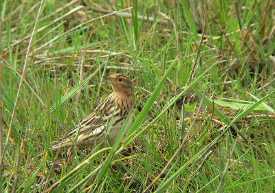 Roodkeelpieper / Red-throated pipit / Anthus cervinus