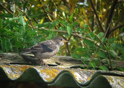 Roze Spreeuw / Rose-coloured Starling / Sturnus roseus