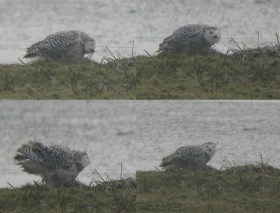 Sneeuwuil / Snowy Owl / Bubo scandiacus