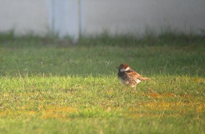 Spaanse Mus / Spanish Sparrow / Passer hispaniolensis